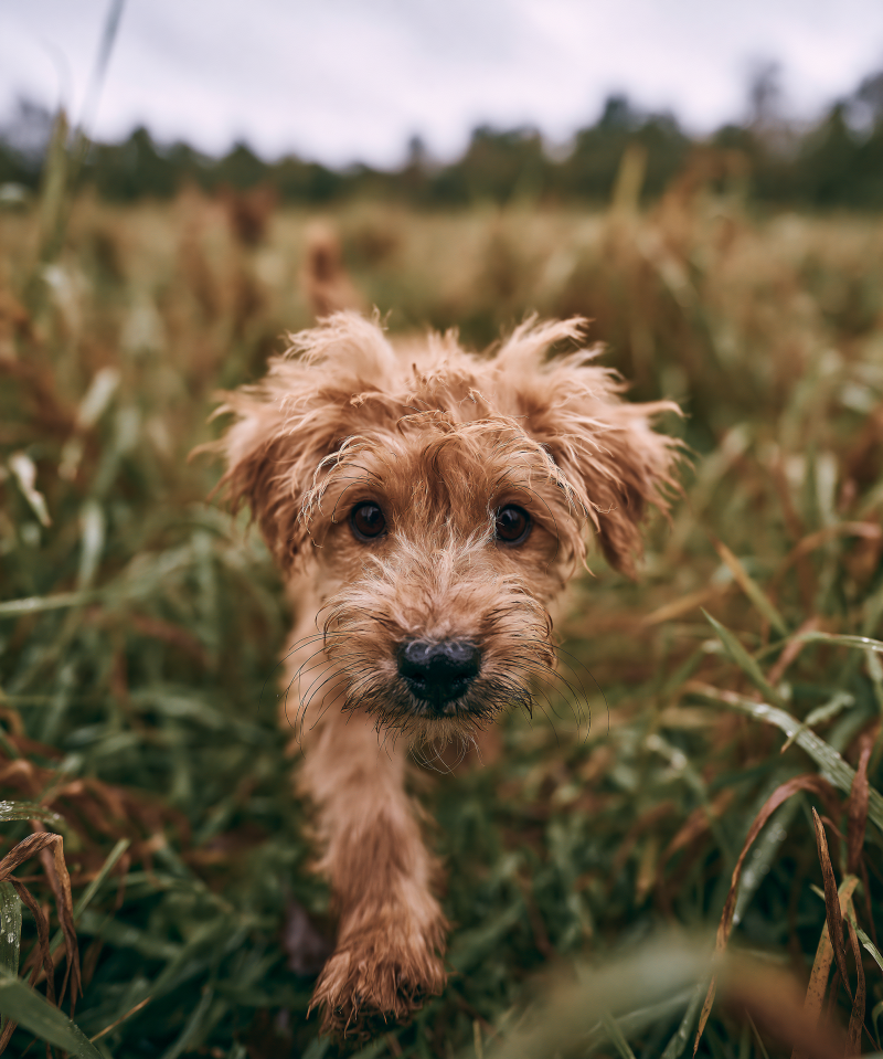 Roodbruine puppy loopt door hoog groen gras en kijkt recht in de camera onder een bewolkte hemel