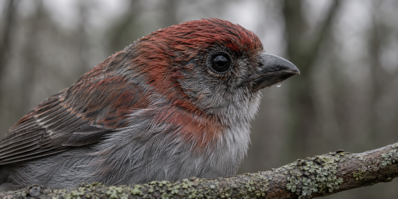 Close-up van een vogel met rood-grijze verenkleed op een met korstmos begroeide tak tegen een wazige boomachtergrond